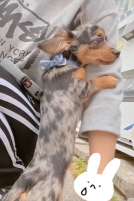 腕にしがみつく子犬