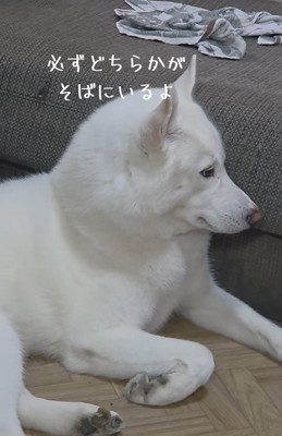 赤ちゃんに寄り添う大型犬