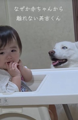 赤ちゃんの傍を離れない大型犬