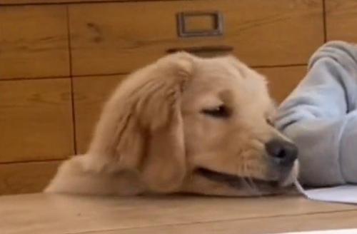 宿題する女の子を見つめる犬
