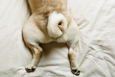 犬のお尻