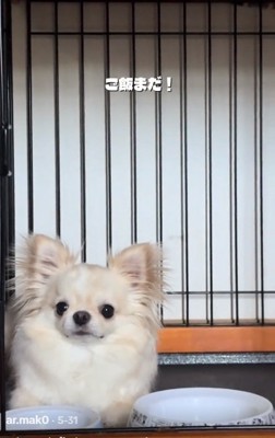 飼い主さんを見るわんこ
