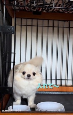 ごはんを入れてほしいわんこ
