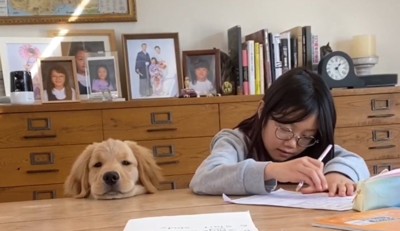 机にあごを乗せて遠くを見つめる犬