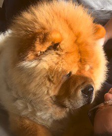 男性の顔を見つめている犬の顔