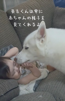 赤ちゃんを見守る大型犬