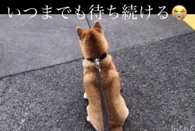 座り込んで動かない犬
