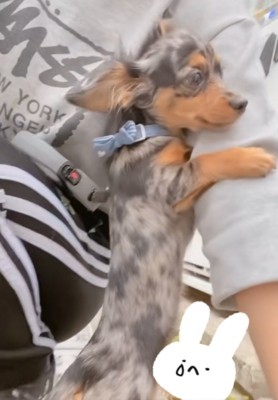 腕にしがみつく子犬