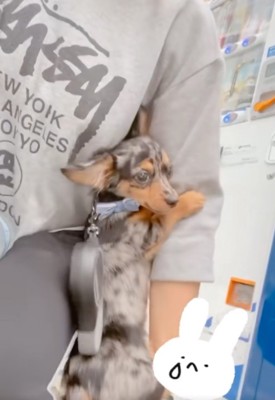抱っこされる子犬