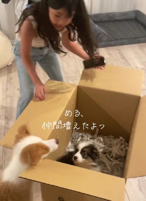 「める、仲間ができたよ」