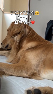 1階から聞こえてくる声に耳を傾ける犬