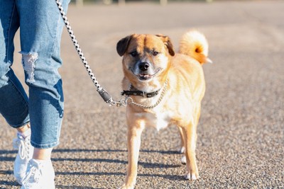 散歩、足元にいる茶の犬