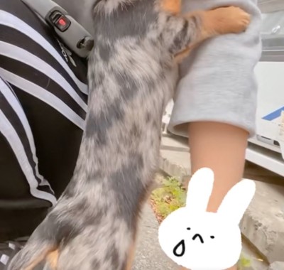 犬の下半身