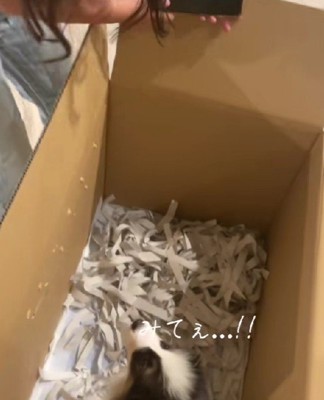 「犬がいる…！」