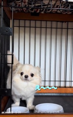 不満そうなわんこ