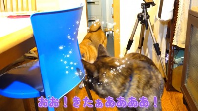 マメちゃんを連れてきてくれました♪