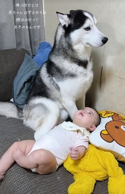 赤ちゃんを見守る大型犬