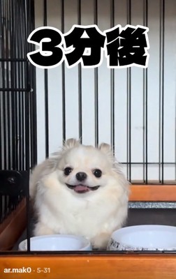 3分後のわんこ