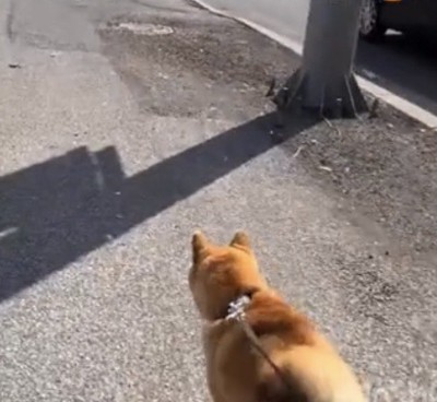 歩道を進む犬