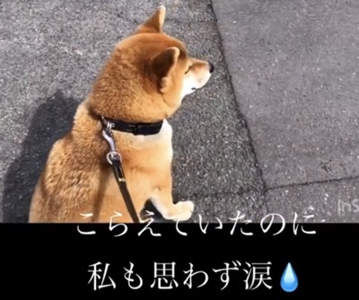 道の先を見る犬