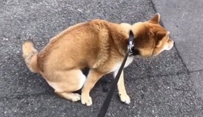 歩道に座り込む犬