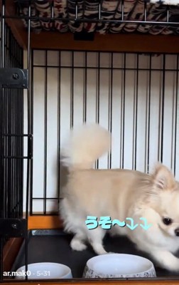 ケージから出るわんこ