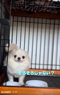 ふたたび催促するわんこ