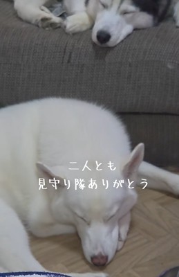 赤ちゃんを見守ってくれた大型犬達