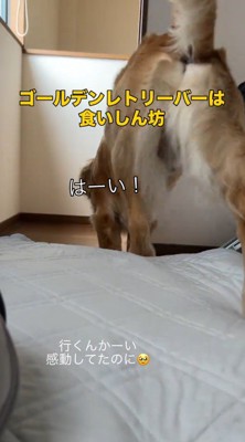 1階へ向かう犬
