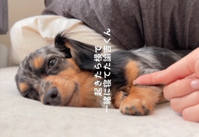 添い寝する犬