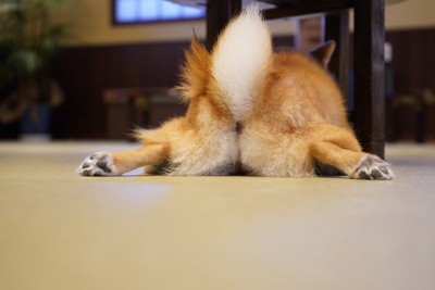 女性にお尻を向ける犬