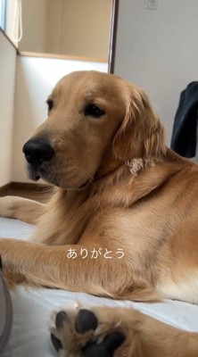 飼い主の隣でくつろぐ犬