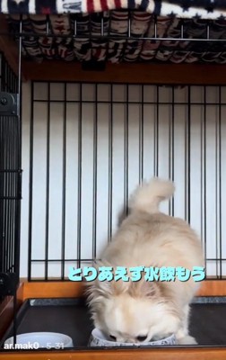 水を飲むわんこ