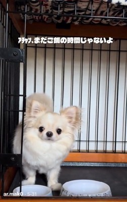 話を聞くわんこ