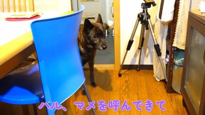 ハルヱちゃんに「呼んできて」とお願い