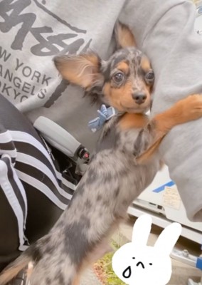 腕にしがみつく子犬