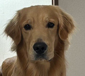 飼い主を見つめる犬