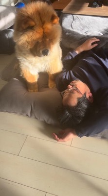 眠っている男性の顔を見つめる犬