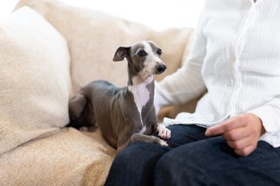 飼い主に寄り添う犬