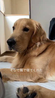 飼い主の隣に寝そべる犬