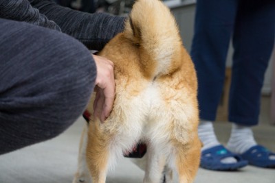 お尻を向ける犬