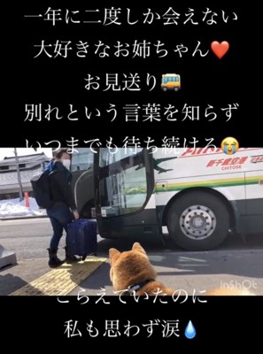 人を見つめる犬