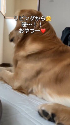 上半身を起こす犬