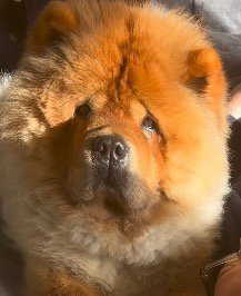 男性に添い寝しながら女性の顔を見つめる犬