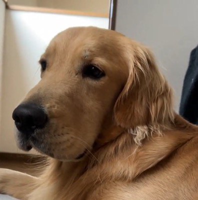 飼い主のそばに寄り添う犬