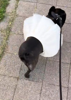 全然気にしないマリンちゃんでした