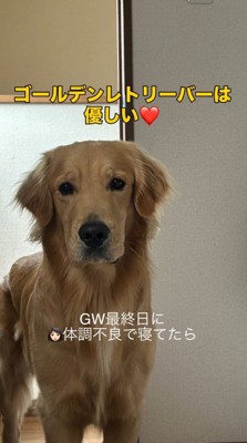 部屋のドアの前に立つ犬