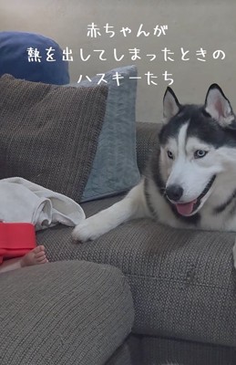 赤ちゃんに寄り添う大型犬