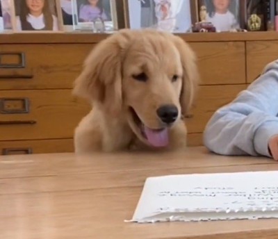 宿題をする女の子の様子をうかがう犬