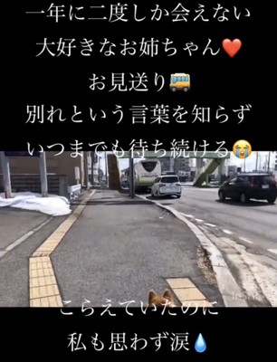 遠ざかるバスを追う犬